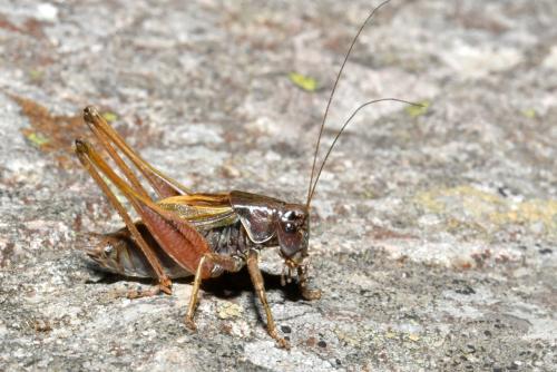 Metrioptera saussuriana